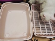 продам буу 2 лотка для котенка и кошки в хорошем состоянии  